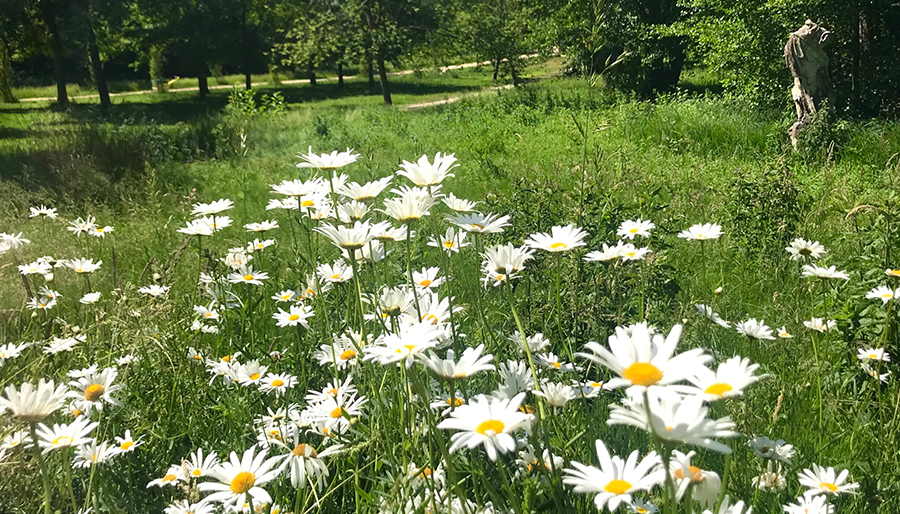 Assistance pour passer son marché d’entretien des espaces verts