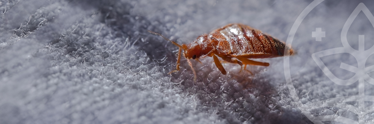 Punaises de lit : comment s'en débarrasser ?
