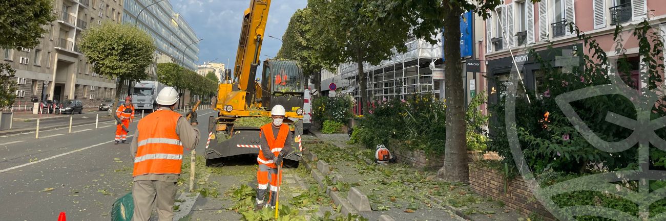 Élagage d’un alignement de platanes en ville par l’Agence Engagée ProtectPlatane © Terideal Lognes