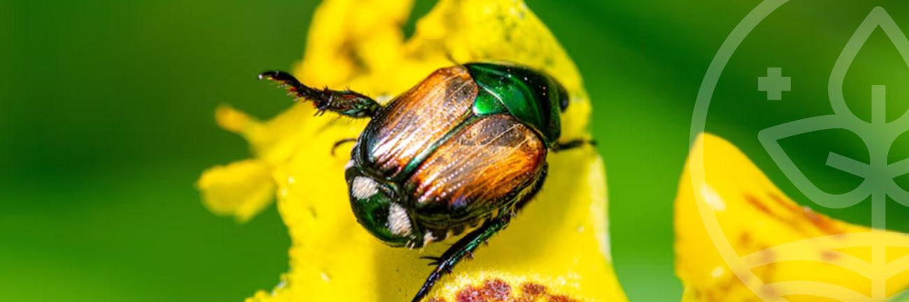 Scarabée japonais, menace potentielle pour l’Île-de-France