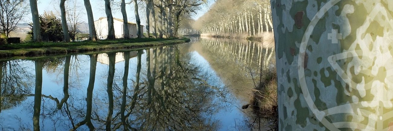 Alignement de platanes le long du Canal du Midi menacé par le chancre coloré, une maladie incurable nécessitant des mesures de lutte obligatoires.