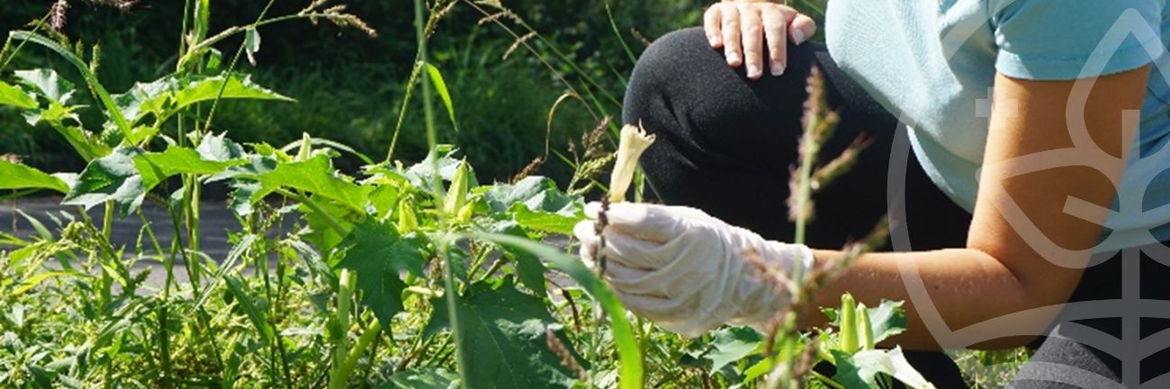 Biosurveillance participative avec Signal-Espèces !