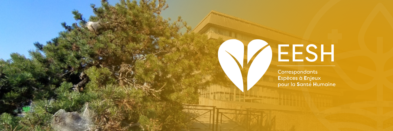 Présence de nids de chenilles processionnaires sur un pin à proximité d’un bâtiment public en Île-de-France (Préfecture du Val-d'Oise)