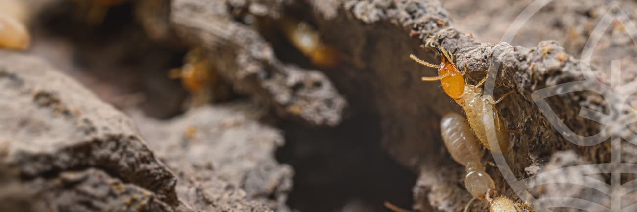 Gros plan de termites dans un tronc d’arbre, visibles dans leurs galeries creusées sous l’écorce.