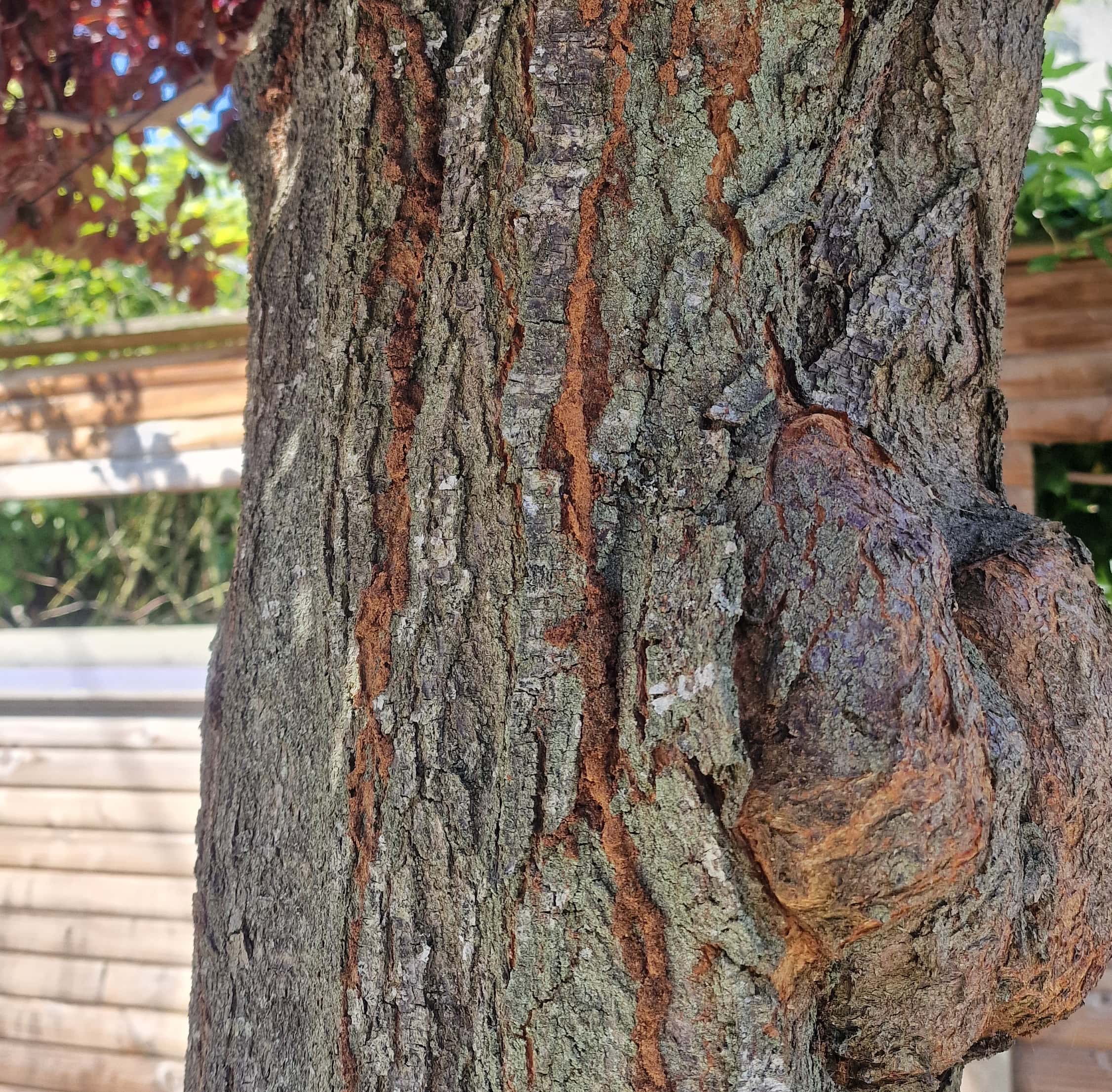 Tronc d’arbre montrant des galeries de terre caractéristiques d’une infestation de termites,
visibles sous forme de traînées brunâtres sur l’écorce.