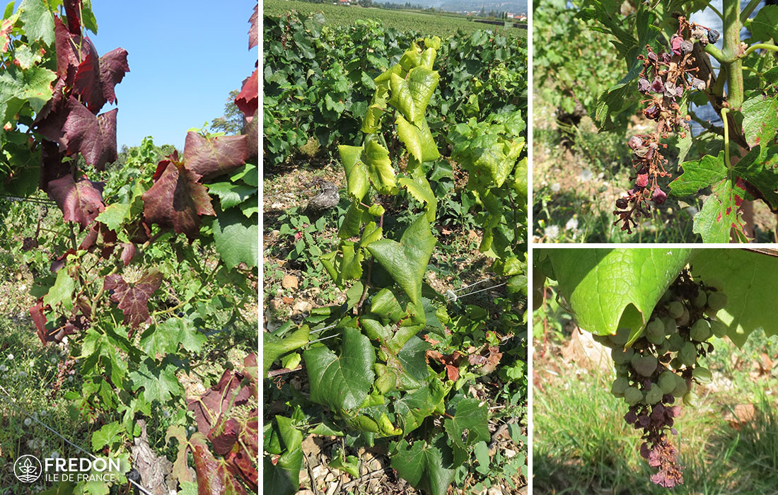 Flavescence dorée : Symptômes de jaunisses, et dessèchements de grappes