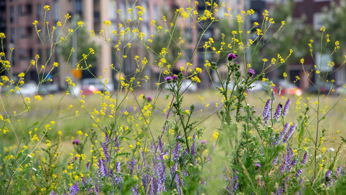 Gestion différenciée et Biodiversité