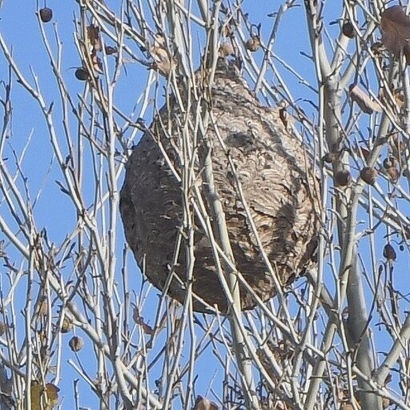 Nid secondaire de frelon asiatique Vespa velutina nigrithorax