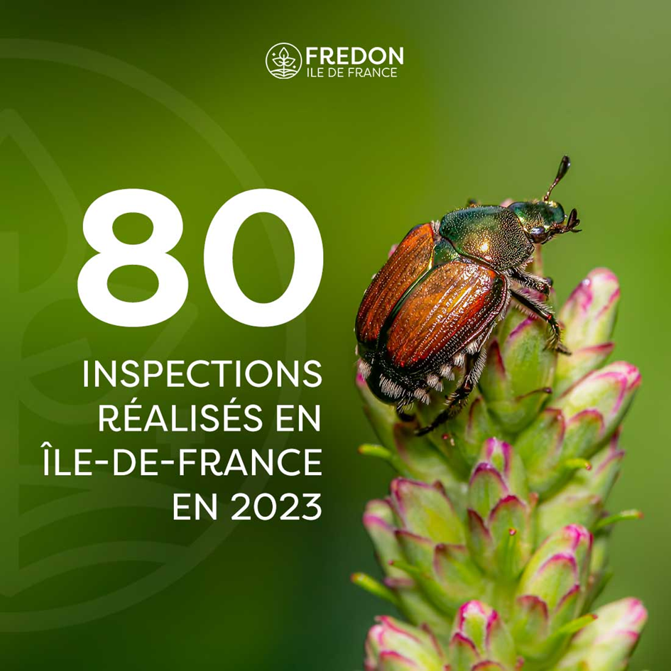 80 Inspections réalisées en Île-de-France en 2023. Crédits : FREDON Ile de France