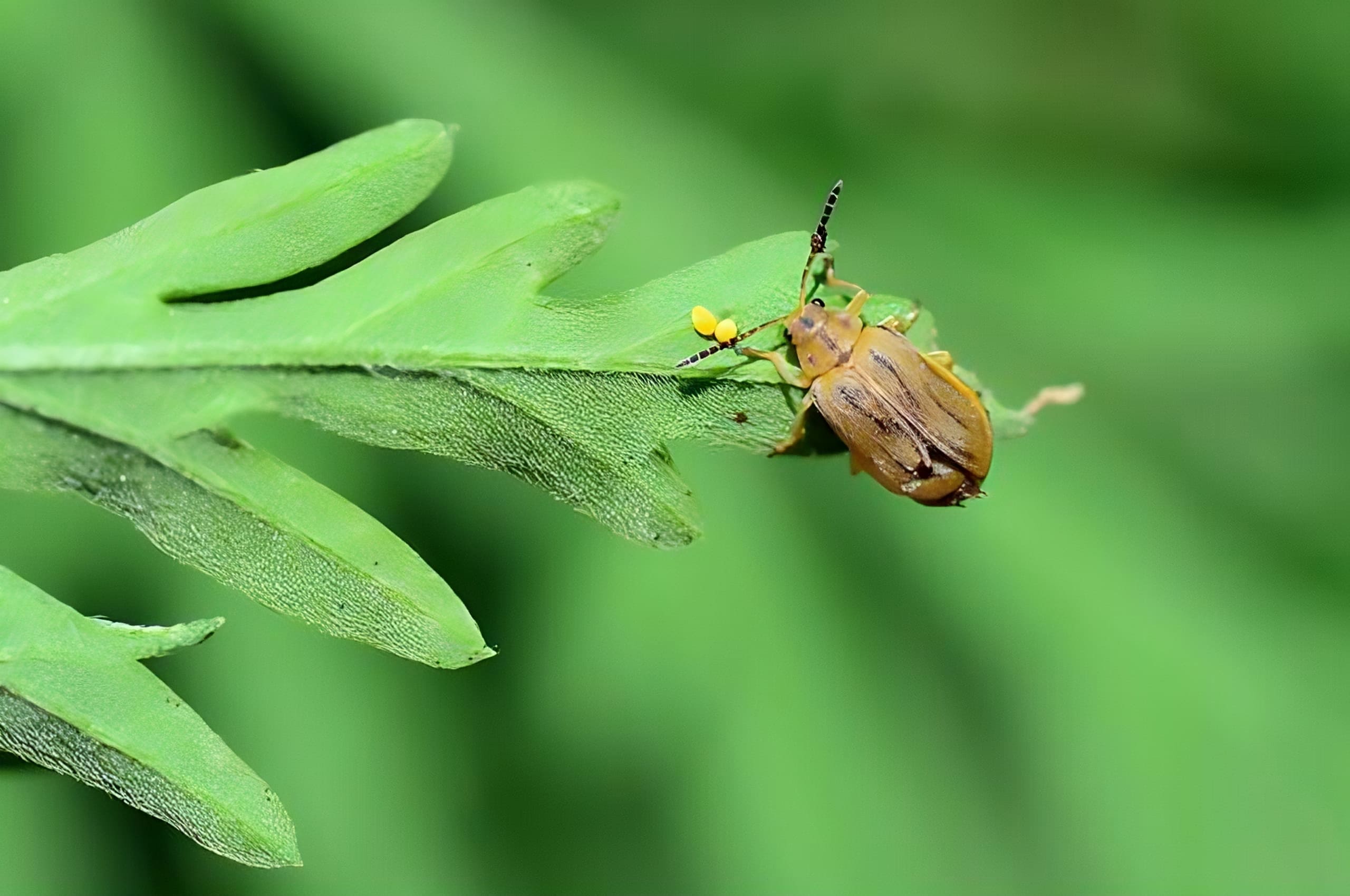 Ophraella communa (chrysomèle de l'ambroisie). Crédits : Alamy Banque D'Images