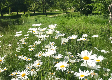Assistance pour passer son marché d’entretien des espaces verts