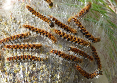 Gif-sur-Yvette : la commune s’y prend différemment pour être efficace contre les chenilles urticantes