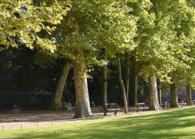 Chancre Coloré du Platane, préserver la beauté de nos paysages franciliens