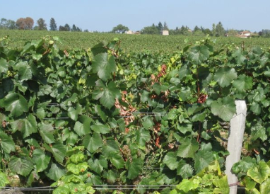 Flavescence dorée (vignes)