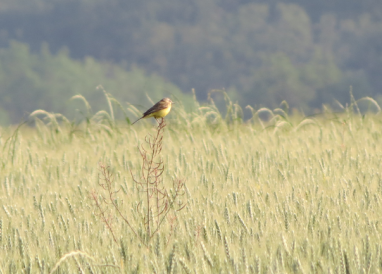 Impacts des pratiques agricoles sur la biodiversité