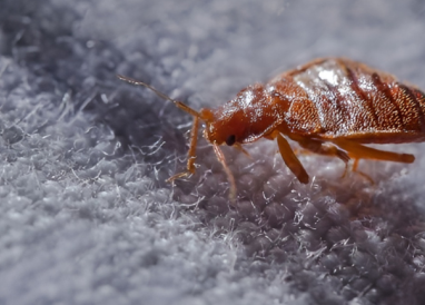 Punaises de lit : comment s'en débarrasser ?