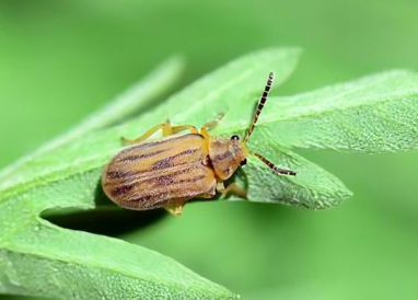Ophraella communa sur une feuille d'ambroisie