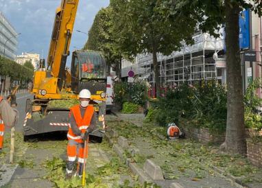 Élagage d’un alignement de platanes en ville par l’Agence Engagée ProtectPlatane © Terideal Lognes