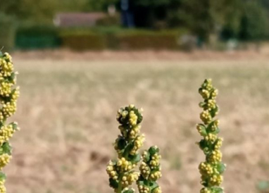 Ambroisie en bord de champs. Crédits : FREDON Ile de France