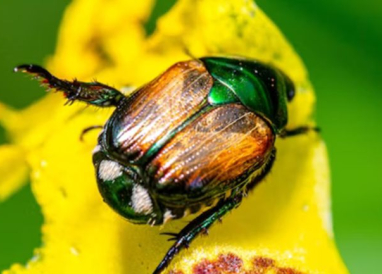 Scarabée japonais, menace potentielle pour l’Île-de-France