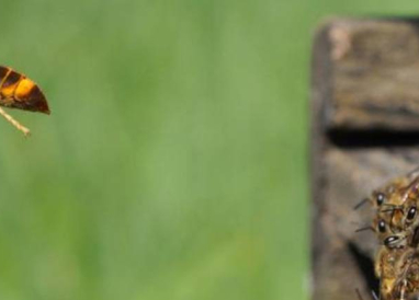 frelons asiatiques et abeilles
