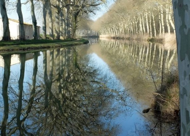 Alignement de platanes le long du Canal du Midi menacé par le chancre coloré, une maladie incurable nécessitant des mesures de lutte obligatoires.