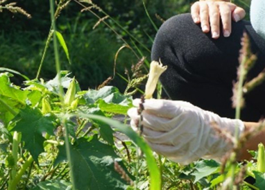 Biosurveillance participative avec Signal-Espèces !