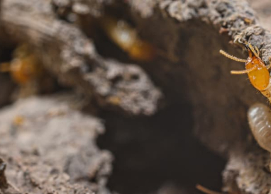 Gros plan de termites dans un tronc d’arbre, visibles dans leurs galeries creusées sous l’écorce.