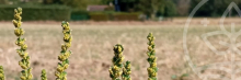 Ambroisie en bord de champs. Crédits : FREDON Ile de France