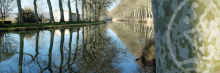 Alignement de platanes le long du Canal du Midi menacé par le chancre coloré, une maladie incurable nécessitant des mesures de lutte obligatoires.